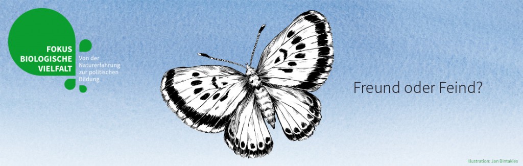 Bläuling (Illustration: Jan Bintakies)